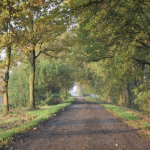 Waldweg